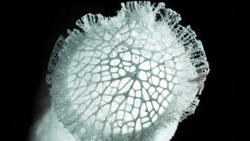 Cover image of Is a deep-sea sponge inspiring the design of future mechanical structures?