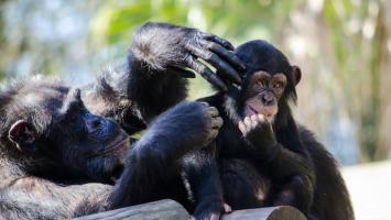 Cover image of What chimps can teach us about social bonding