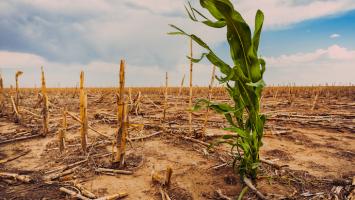 Cover image of Creating a new generation of climate-resilient crops