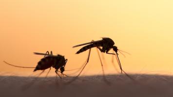 Using drones to help spread sterile mosquitoes