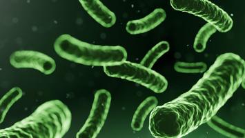 Investigating the microbe communities that colonise plant roots