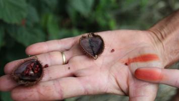 Insights into Brazil’s historic biodiversity