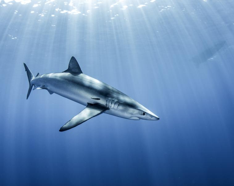 Cover image of Revealing the secret life of sharks in a warming ocean