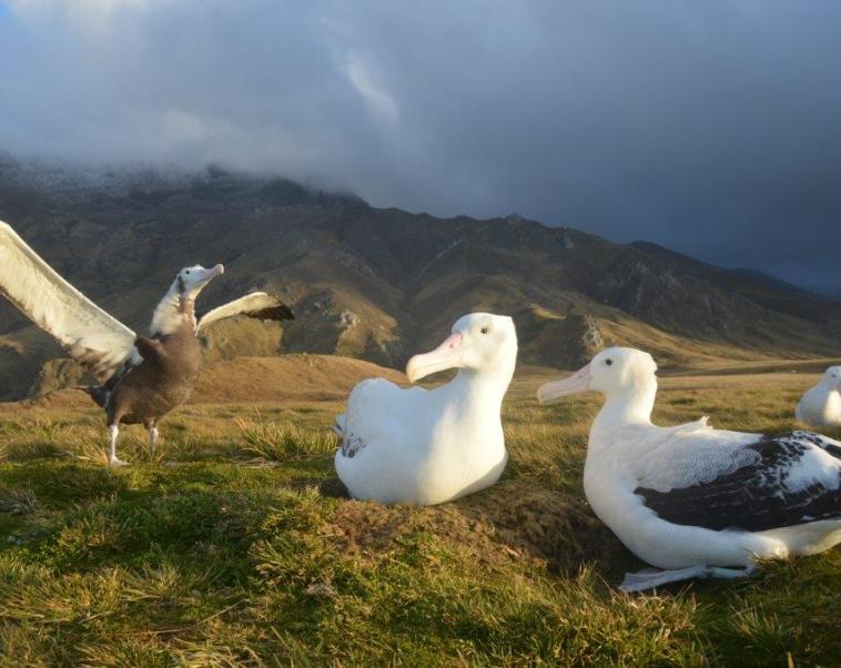 Cover image of Enlisting albatrosses to fight illegal fishing